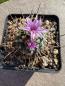 Preview: Turbinicarpus alonsoi